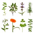 Herb Leaf and Flower Selection Royalty Free Stock Photo