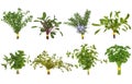 Herb Leaf Posy Selection