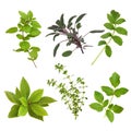 Herb Leaf Selection Royalty Free Stock Photo