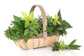 Herb Leaf Selection Royalty Free Stock Photo