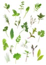 Herb Leaf Selection Royalty Free Stock Photo