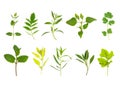 Herb Leaf Selection Royalty Free Stock Photo