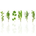 Herb Leaf Selection Royalty Free Stock Photo