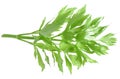 Herb lovage Royalty Free Stock Photo