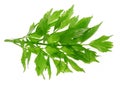 Herb lovage Royalty Free Stock Photo