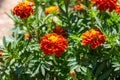 Herb Marigold - Tagetes