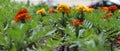 Herb Marigold - Tagetes. Orange - Yellow flower with green leaves