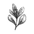 herb marjoram sketch hand drawn vector