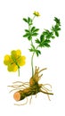 Herb medical tormentil Royalty Free Stock Photo