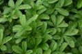 Herb with medicinal value , it can cure Diabetes Royalty Free Stock Photo