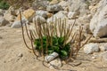 Plantain flowering plant on the beach, green leaves of broadleaf plantain, white man`s foot plant, nature, medicinal herb