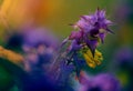 Herb Melampyrum nemorosum in summer.