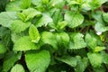 Herb Melissa officinalis Royalty Free Stock Photo