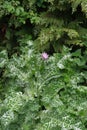 Herb milk thistle silybum marianum Royalty Free Stock Photo
