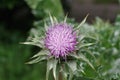 Herb milk thistle silybum marianum