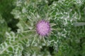 Herb milk thistle silybum marianum Royalty Free Stock Photo