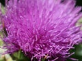 Herb milk thistle silybum marianum Royalty Free Stock Photo