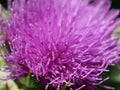 Herb milk thistle silybum marianum