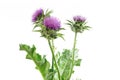 Herb milk thistle silybum marianum