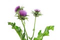 Herb milk thistle silybum marianum