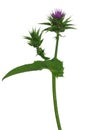 Herb milk thistle silybum marianum