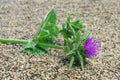 Herb milk thistle silybum marianum