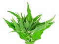 Herb - nettle