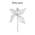 Herb-paris, or true lover s knot Paris quadrifolia , poisonous plant