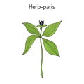 Herb-paris, or true lover s knot Paris quadrifolia , poisonous plant