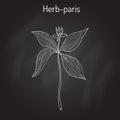 Herb-paris, or true lover s knot Paris quadrifolia , poisonous plant