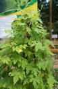 Herb plant bitter gourd or bitter melon. Royalty Free Stock Photo