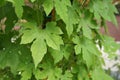 Herb plant bitter gourd or bitter melon. Royalty Free Stock Photo