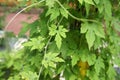 Herb plant bitter gourd or bitter melon. Royalty Free Stock Photo