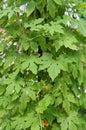 Herb plant bitter gourd or bitter melon. Royalty Free Stock Photo