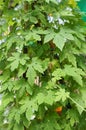 Herb plant bitter gourd or bitter melon. Royalty Free Stock Photo