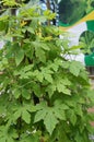 Herb plant bitter gourd or bitter melon. Royalty Free Stock Photo