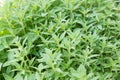 Herb plant ,Limnophila aromatica (Lam.) Merr., Limnophila geoffrayi Bonati. Royalty Free Stock Photo
