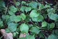 Herb. plantago major. broadleaf plantain