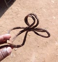 It is a herb resembling a snake which is used in curing many diseases.