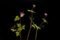 Herb robert against black Royalty Free Stock Photo