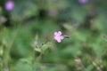 Herb robert with bee, Herb robert, Cranesbill Geranium Royalty Free Stock Photo