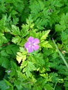 Herb Robert or Cranesbill - Geranium robertianum, Norfolk, England, UK Royalty Free Stock Photo