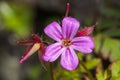 Herb Robert (Geranium robertianum) Royalty Free Stock Photo