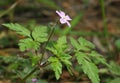 Herb-robert - Geranium robertianum