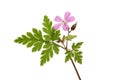 Herb robert flower and foliage Royalty Free Stock Photo