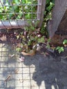 Herb Robert Geranium robertianum Growing Between a Steel Fence and a Concrete Wall