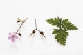 Herb robert (Geranium robertianum, Robertiella robertiana) Royalty Free Stock Photo