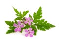 Herb Robert Royalty Free Stock Photo