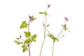 Herb robert plants