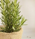 Herb rosemary bush in a pot Royalty Free Stock Photo